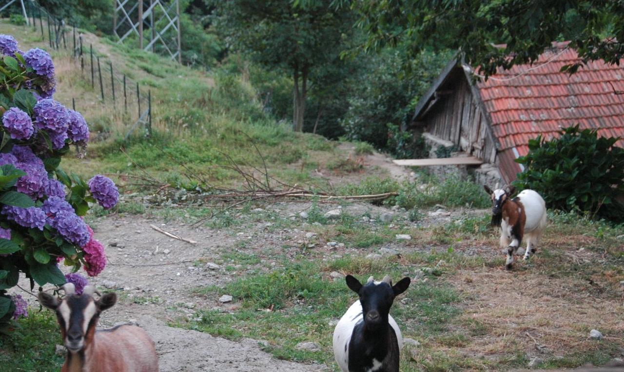 B&B al Turchino e Area Picnic Mele Esterno foto